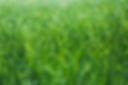 Wet grass