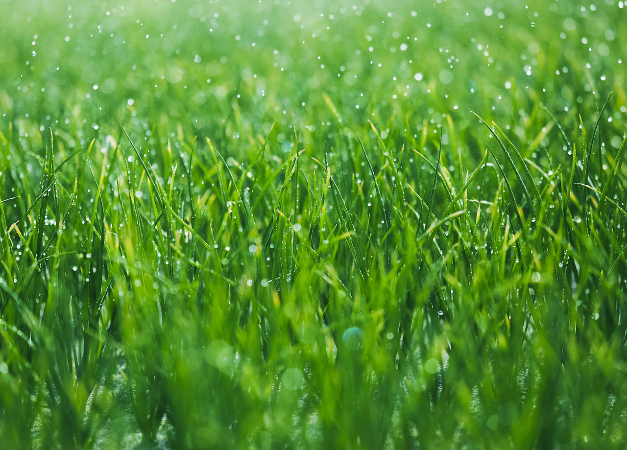 Wet grass