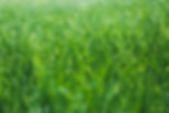 Wet grass