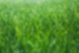 Wet grass
