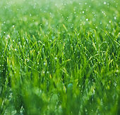 Wet grass