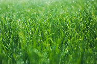 Wet grass