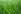 Wet grass