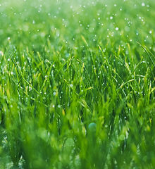Wet grass