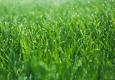 Wet grass