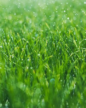 Wet grass