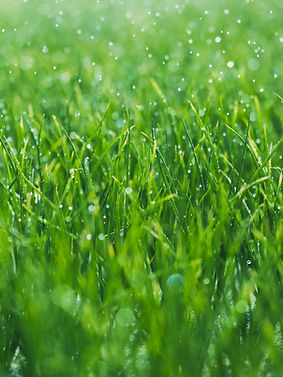 Green fFeld in the Rain