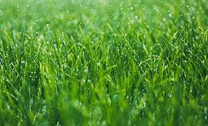 Wet grass