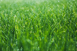 Wet grass