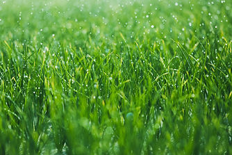 Wet grass