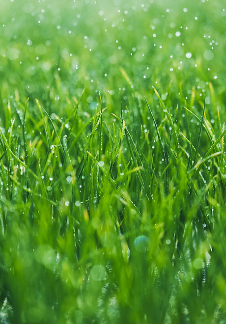 Wet grass