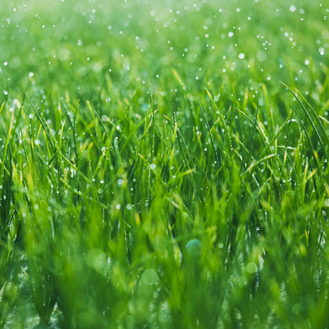 Grass and Lawn Care A One Year guide.