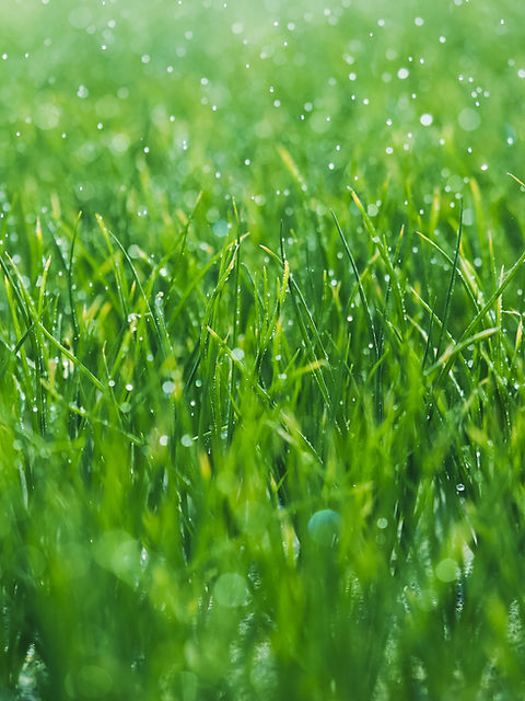 Green fFeld in the Rain