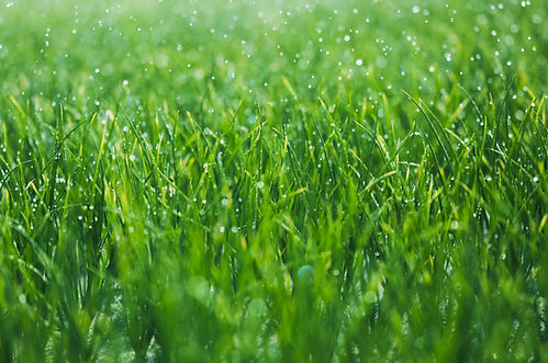 herbe humide