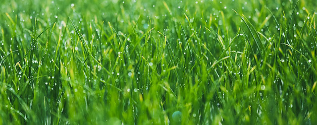 Wet grass