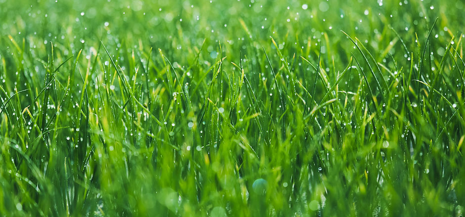 Wet grass