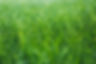 Wet grass