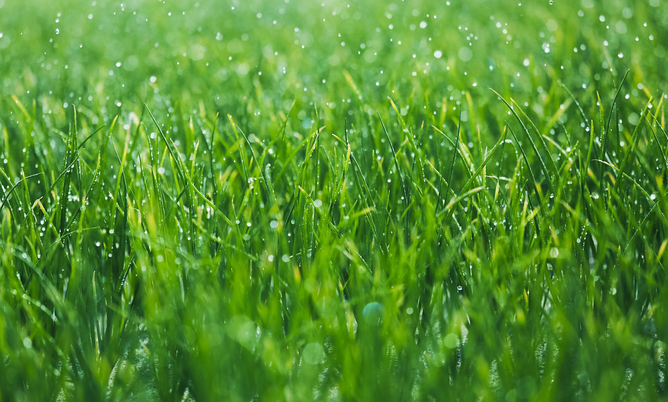 Wet grass