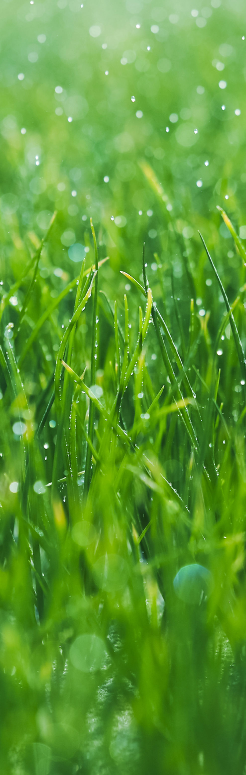 Wet grass