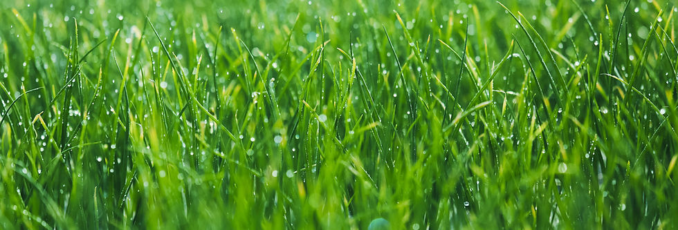 Wet grass