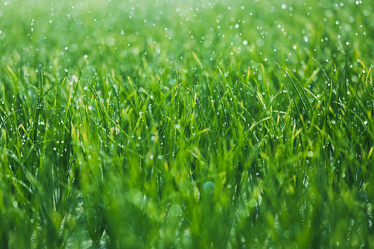 Wet grass