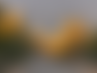 Wilderness road with low sun on the trees.