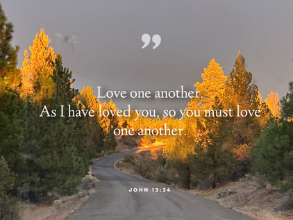 Wilderness road with low sun on the trees.