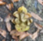 ganesh