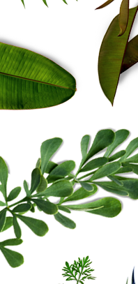 Tropical Leaves