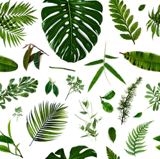 Tropical Leaves
