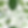 Tropical Leaves