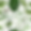 Tropical Leaves