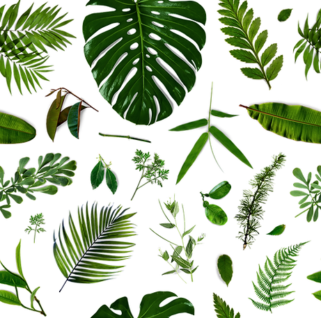 Tropical Leaves