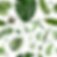Tropical Leaves