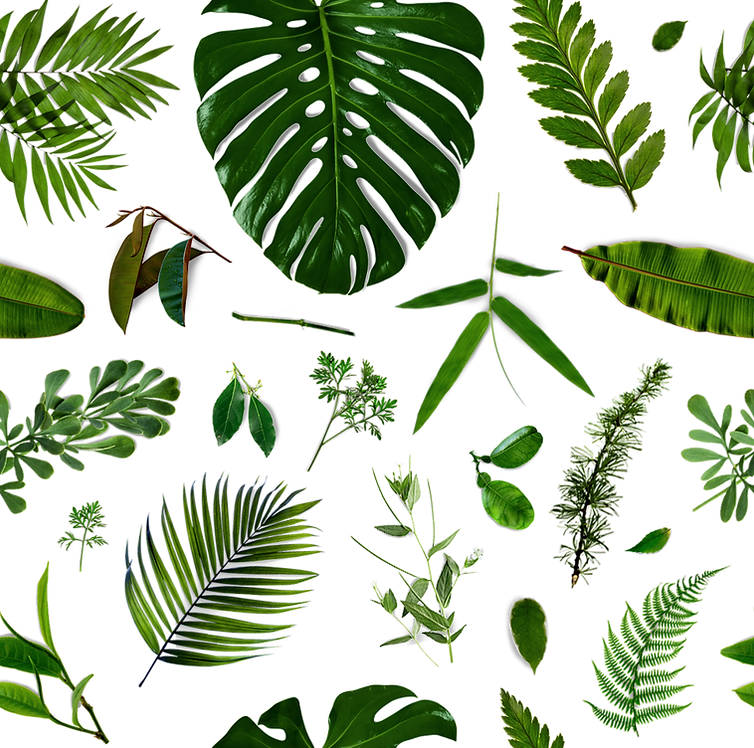 Tropical Leaves