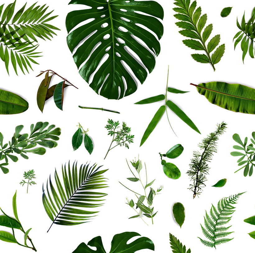 Les feuilles Motif