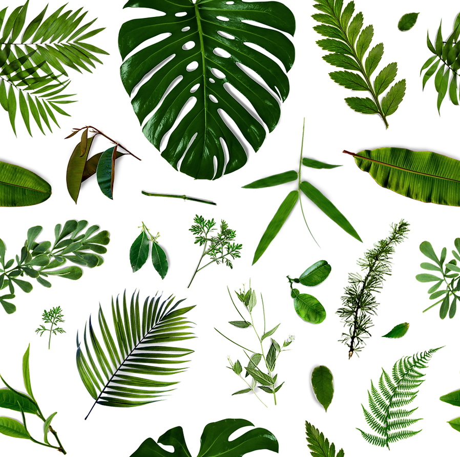 Tropical Leaves