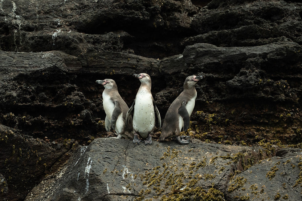 Humboldt penguins