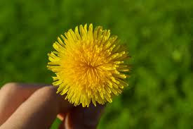 Dandelion