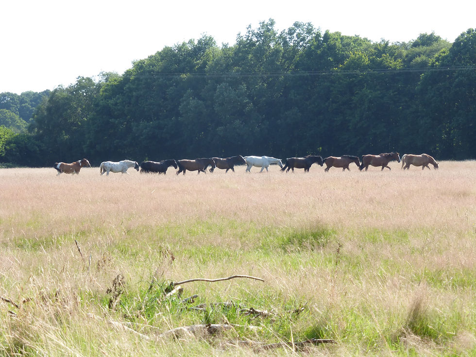 Following the Herds' Lead Half Day Retreat