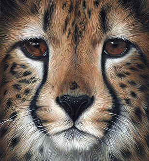 cheetahcloseupAFC (1).jpg