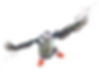 puffin 2.jpg