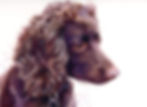 Alfie