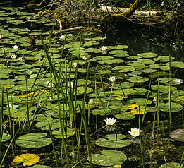 Bosherton lilly pools .png