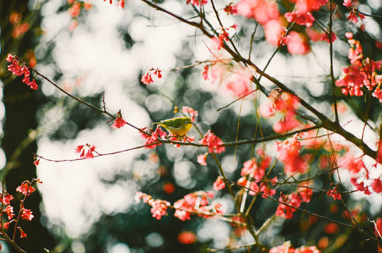 桃花源記 - 嘉道理農場