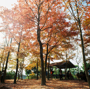 Zenza Bronica S2(六)、大棠紅葉