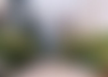 Pentax 645N（十六）、太子道西 樹頭菜花海