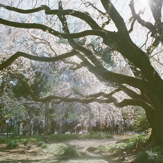 Pentax 645N（十八）、六義園枝垂桜
