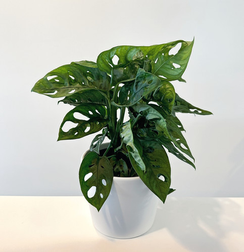 ring of fire variegata Philodendron Ring of Fire Variegated