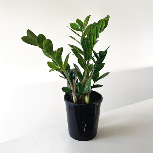 ZZ Plant Green (Zamioculcas Zanzibar Gem) | The Foliage Studio